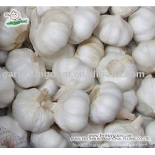 sell 2013 garlic